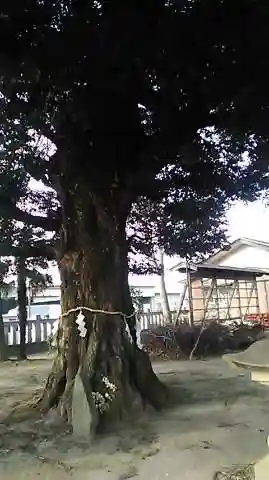 宗道神社の自然