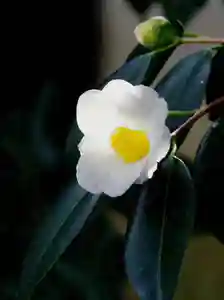 三津厳島神社(愛媛県)(2026年01月12日(月) 07時42分45秒投稿)