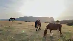 国賀神社の動物