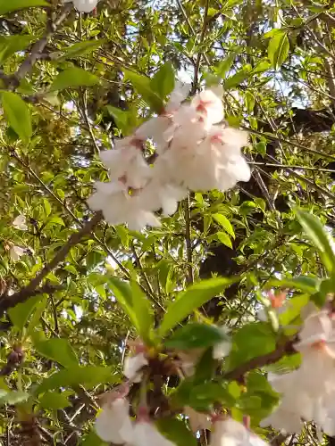 阿智神社の自然
