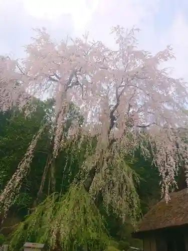 高麗神社の自然