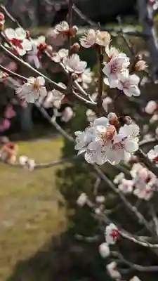 隨心院(随心院)(京都府)