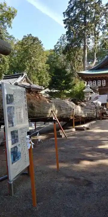 賀茂神社の自然