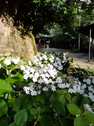 金王八幡宮の自然