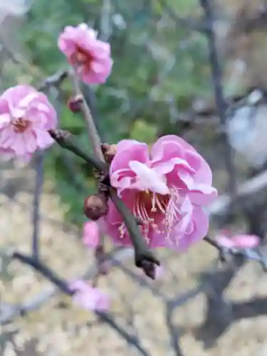成子天神社の自然