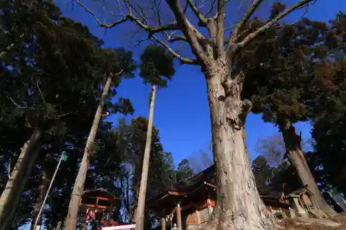 阿久津「田村神社」（郡山市阿久津町）旧社名：伊豆箱根三嶋三社の自然
