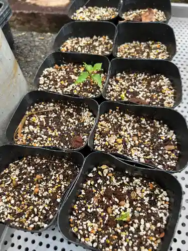 手力雄神社(岐阜県)