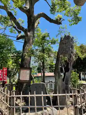 吾嬬神社の自然