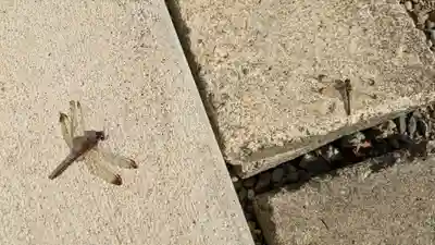 名寄神社の動物