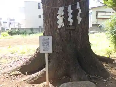 観音寺（世田谷山観音寺）の自然