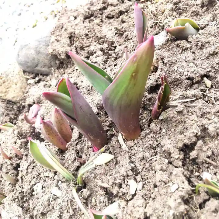 七重浜海津見神社(北海道)