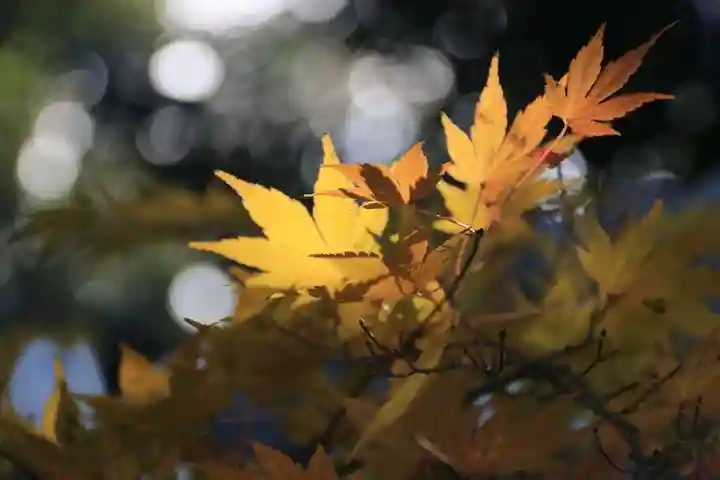 滑川神社 - 仕事と子どもの守り神の自然