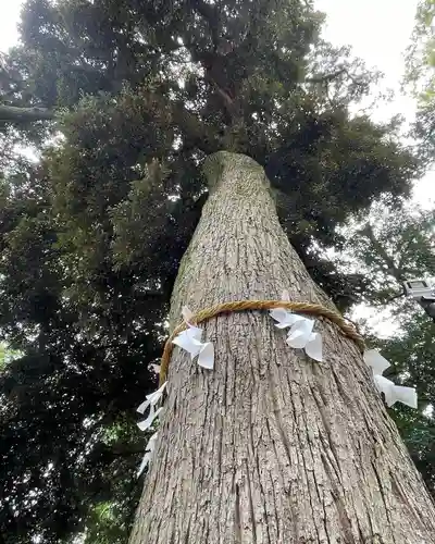 岩槻久伊豆神社の自然