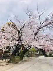 今戸神社の自然