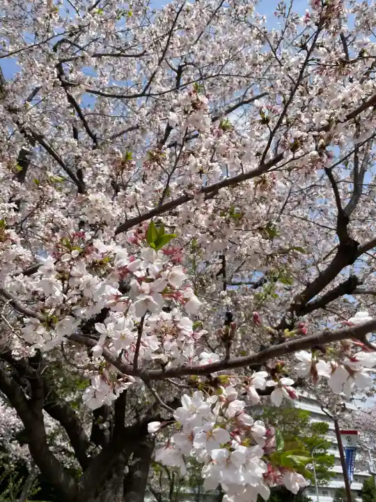 菊名神社(神奈川県)