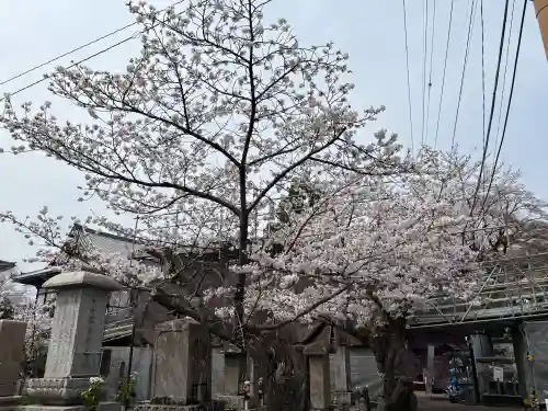 くろ谷 金戒光明寺の{uncategorized: "未分類", other: "その他", undefined: "問題あり", building: "その他建物", grave: "お墓", sacred_gate: "鳥居", guardian: "狛犬", statue: "像", buddha: "仏像", history: "歴史", nature: "自然", garden: "庭園", animal: "動物", pagoda: "塔", temizu: "手水舎", mountain_gate: "山門・神門", sanctuary: "本殿・本堂", subordinate: "末社・摂社", art: "芸術", scenery: "景色", jizo: "地蔵", ema: "絵馬", goshuin: "御朱印", omikuji: "おみくじ", items: "授与品その他", amulet: "お守り", goshuincho: "御朱印帳", eats: "食事", festival: "お祭り", votive_dance: "神楽", shichigosan: "七五三参", wedding: "結婚式", experience: "体験その他", initially: "初詣", around: "周辺", anti_infection: "感染症対策"}