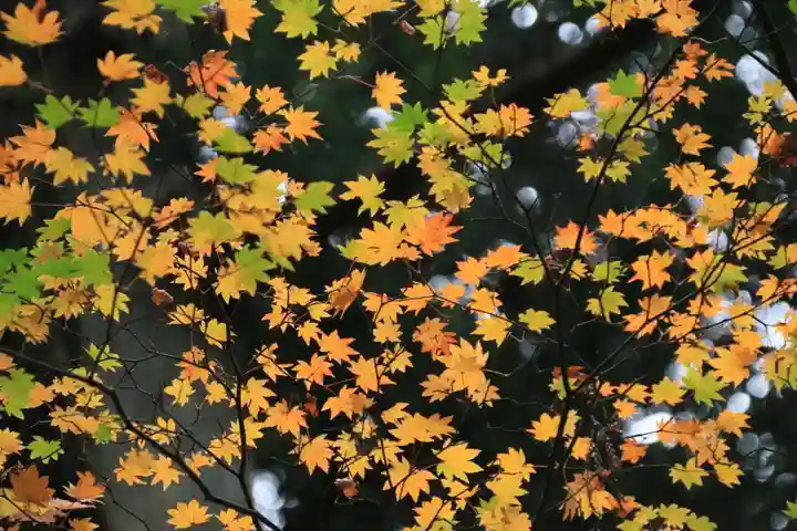 鹿島大神宮の自然