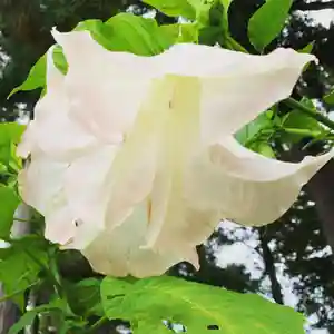 豊景神社の自然(2020年10月22日(木) 06時11分50秒投稿)