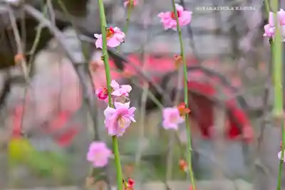 亀戸天神社(東京都)