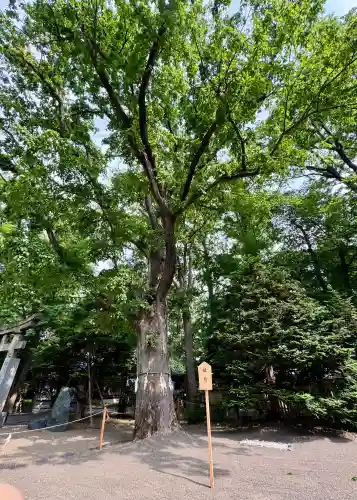 八幡愛宕神社（旭川神社）の{uncategorized: "未分類", other: "その他", undefined: "問題あり", building: "その他建物", grave: "お墓", sacred_gate: "鳥居", guardian: "狛犬", statue: "像", buddha: "仏像", history: "歴史", nature: "自然", garden: "庭園", animal: "動物", pagoda: "塔", temizu: "手水舎", mountain_gate: "山門・神門", sanctuary: "本殿・本堂", subordinate: "末社・摂社", art: "芸術", scenery: "景色", jizo: "地蔵", ema: "絵馬", goshuin: "御朱印", omikuji: "おみくじ", items: "授与品その他", amulet: "お守り", goshuincho: "御朱印帳", eats: "食事", festival: "お祭り", votive_dance: "神楽", shichigosan: "七五三参", wedding: "結婚式", experience: "体験その他", initially: "初詣", around: "周辺", anti_infection: "感染症対策"}