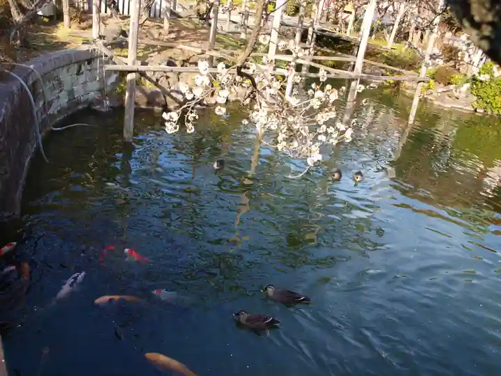 亀戸天神社の自然