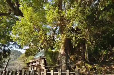須賀神社の自然