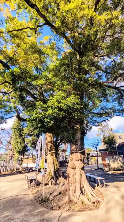大宮・大原神社の自然