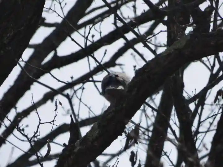 留辺蘂神社の動物