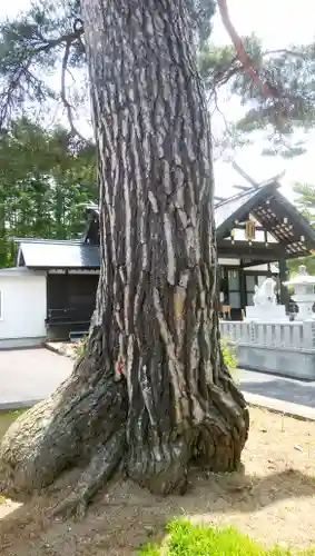 厚真神社の自然