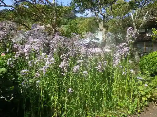 海蔵寺の庭園