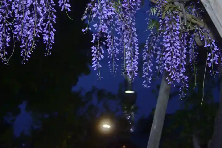 亀戸天神社(東京都)