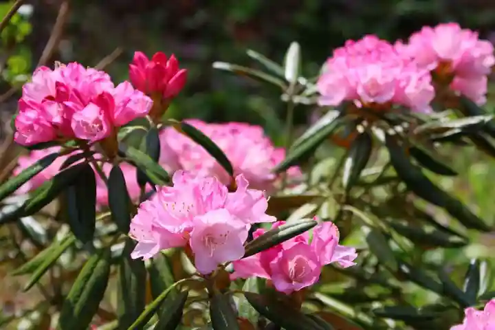三春大神宮の庭園