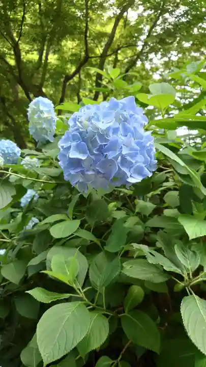 明月院(神奈川県)