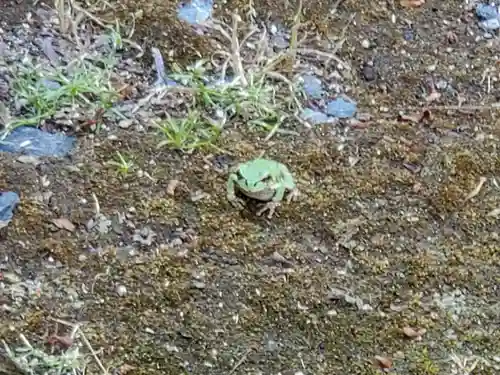 高座神社の動物