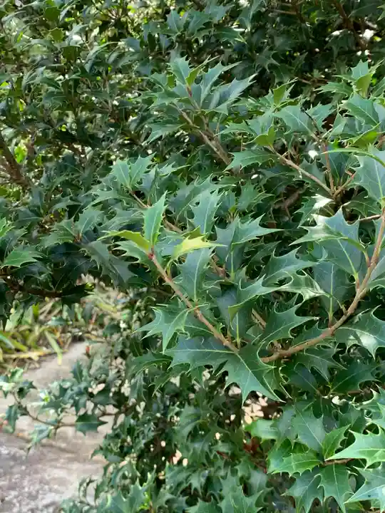 仁井田神社の自然