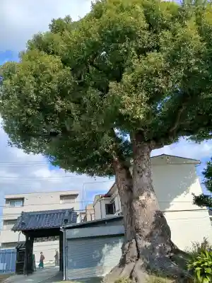 観音寺の{uncategorized: "未分類", other: "その他", undefined: "問題あり", building: "その他建物", grave: "お墓", sacred_gate: "鳥居", guardian: "狛犬", statue: "像", buddha: "仏像", history: "歴史", nature: "自然", garden: "庭園", animal: "動物", pagoda: "塔", temizu: "手水舎", mountain_gate: "山門・神門", sanctuary: "本殿・本堂", subordinate: "末社・摂社", art: "芸術", scenery: "景色", jizo: "地蔵", ema: "絵馬", goshuin: "御朱印", omikuji: "おみくじ", items: "授与品その他", amulet: "お守り", goshuincho: "御朱印帳", eats: "食事", festival: "お祭り", votive_dance: "神楽", shichigosan: "七五三参", wedding: "結婚式", experience: "体験その他", initially: "初詣", around: "周辺", anti_infection: "感染症対策"}