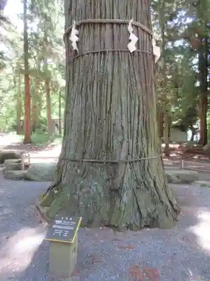 河口浅間神社のその他建物