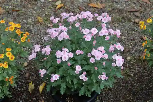 高麗神社の自然