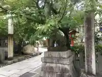 安井金比羅宮の狛犬