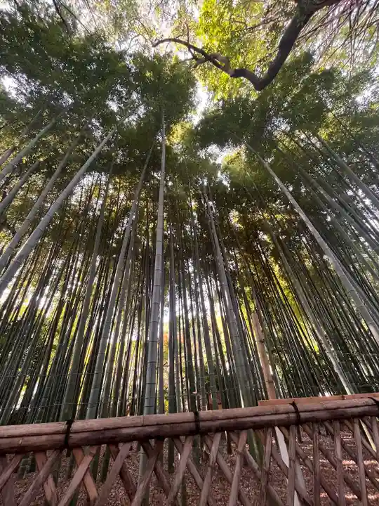 大宮八幡宮の自然