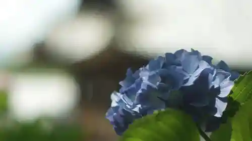 岡寺（龍蓋寺）(奈良県)