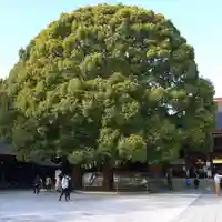 明治神宮の自然