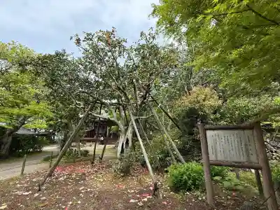 白毫寺(奈良県)
