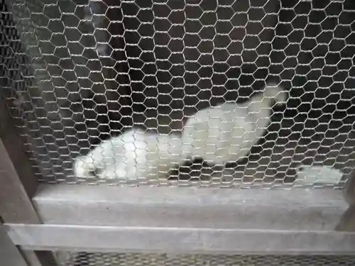 櫻木神社の動物