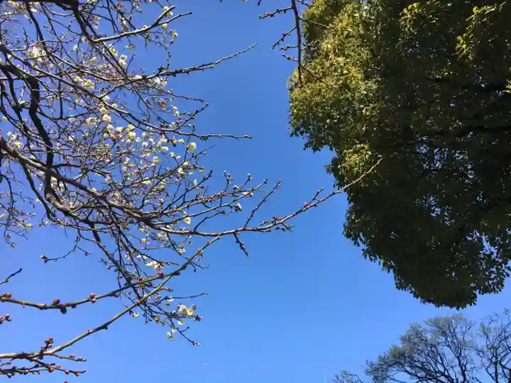 湯島天満宮の自然