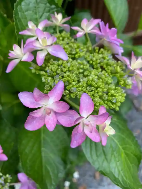 松尾大社の自然