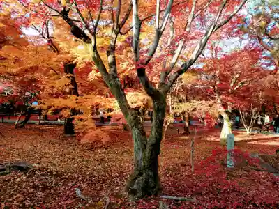 東福禅寺(東福寺)(京都府)