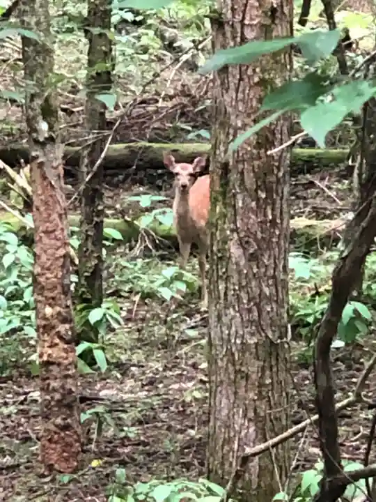北口本宮冨士浅間神社の動物