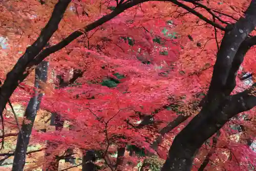 三春大神宮の自然