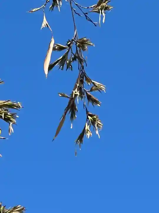 国宝 大法寺(長野県)